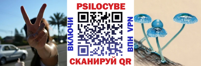 закладка  Костомукша  Псилоцибиновые грибы Psilocybe 